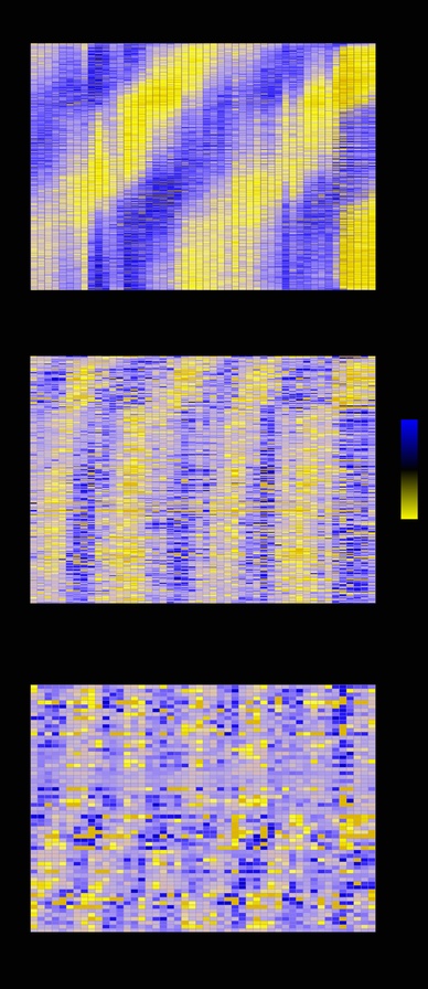 Time course of gene expression circadian rhythm